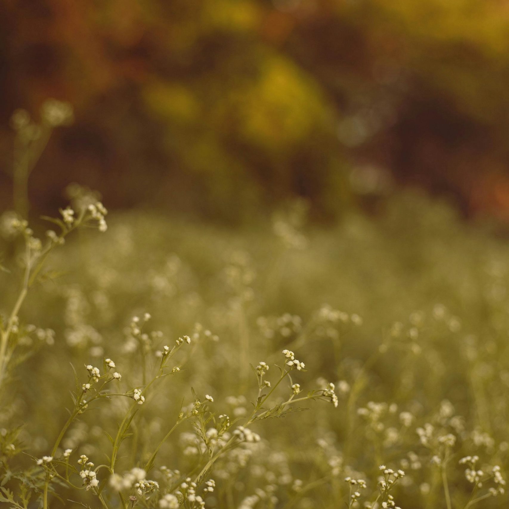 Calm nature