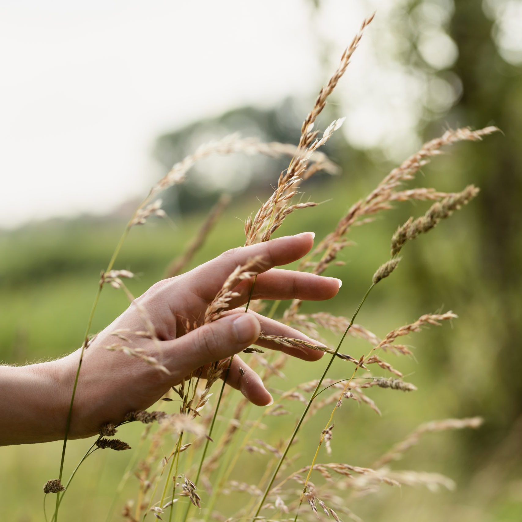 side-view-hand-holding-wheat